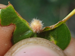 Disholandricus lasius