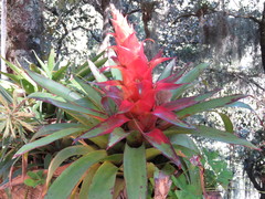 Tillandsia imperialis