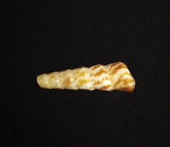 Turritella gonostoma