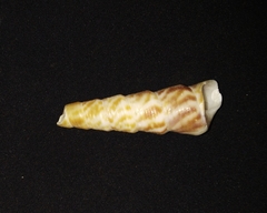Turritella gonostoma