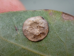 Paracraspis guadaloupensis