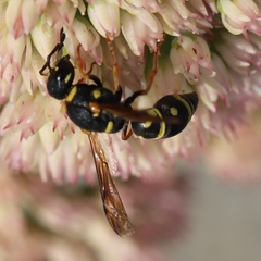 Parancistrocerus vagus