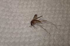 Anopheles freeborni