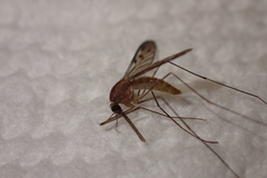 Anopheles freeborni