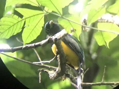 Trogon tenellus