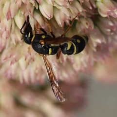 Parancistrocerus vagus