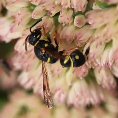 Parancistrocerus vagus