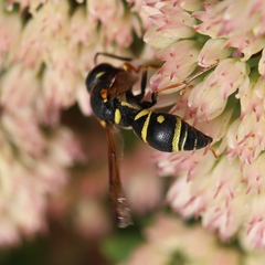 Parancistrocerus vagus