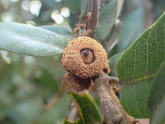 Andricus chrysobalani
