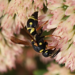 Parancistrocerus vagus