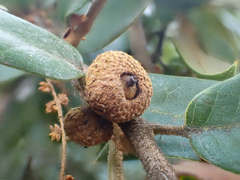 Andricus chrysobalani