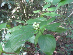 Cornus excelsa