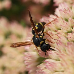 Parancistrocerus vagus