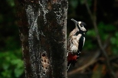 Dendrocopos major