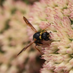 Parancistrocerus vagus