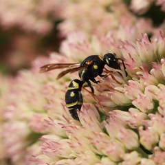 Parancistrocerus vagus