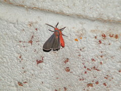 Pygarctia neomexicana