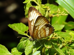 Mestra