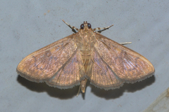 Psara obscuralis