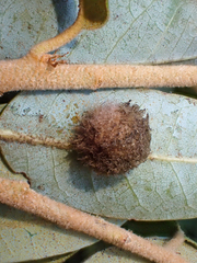 Disholandricus lasius