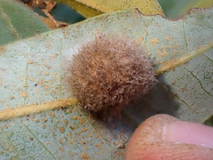 Disholandricus lasius