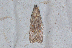 Helcystogramma chambersella