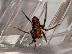 Castianeira alteranda