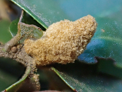 Heteroecus melanoderma