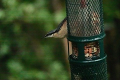 Sitta europaea
