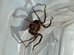 Castianeira alteranda