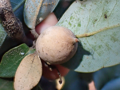 Heteroecus pacificus