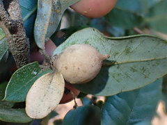 Heteroecus pacificus