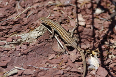 Psammodromus edwarsianus
