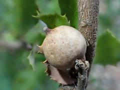 Heteroecus pacificus