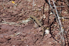 Psammodromus edwarsianus