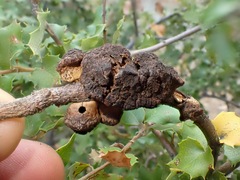Disholandricus chrysolepidis