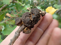 Disholandricus chrysolepidis