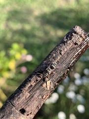 Parancistrocerus minimoferus
