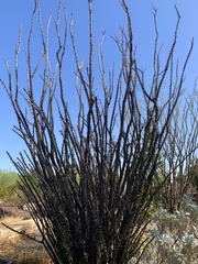 Fouquieria splendens