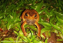 Ingerophrynus biporcatus