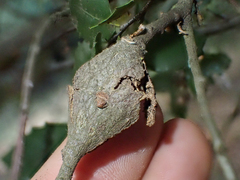 Dryocosmus asymmetricus