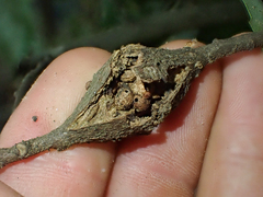Dryocosmus asymmetricus