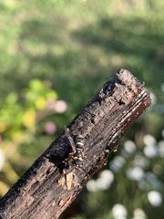 Parancistrocerus minimoferus