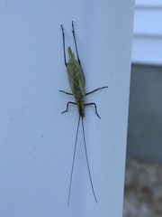Oecanthus nigricornis