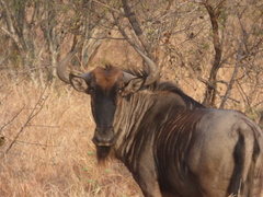 Connochaetes taurinus