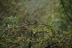 Fringilla coelebs