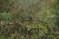 Fringilla coelebs