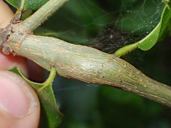 Protobalandricus spectabilis