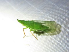 Rhynchomitra recurva