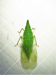 Rhynchomitra recurva